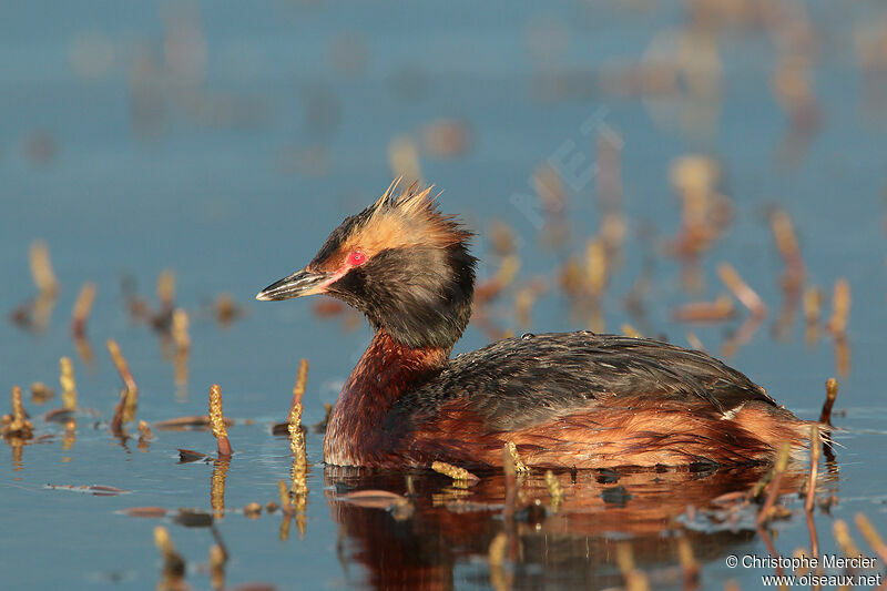 Horned Grebe