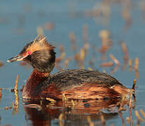 Horned Grebe