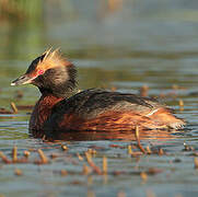 Horned Grebe