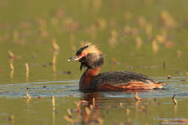 Horned Grebe