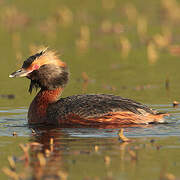 Horned Grebe