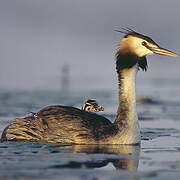 Great Crested Grebe