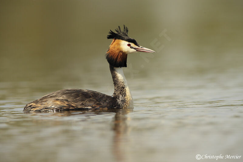 Great Crested Grebe