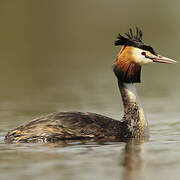 Great Crested Grebe