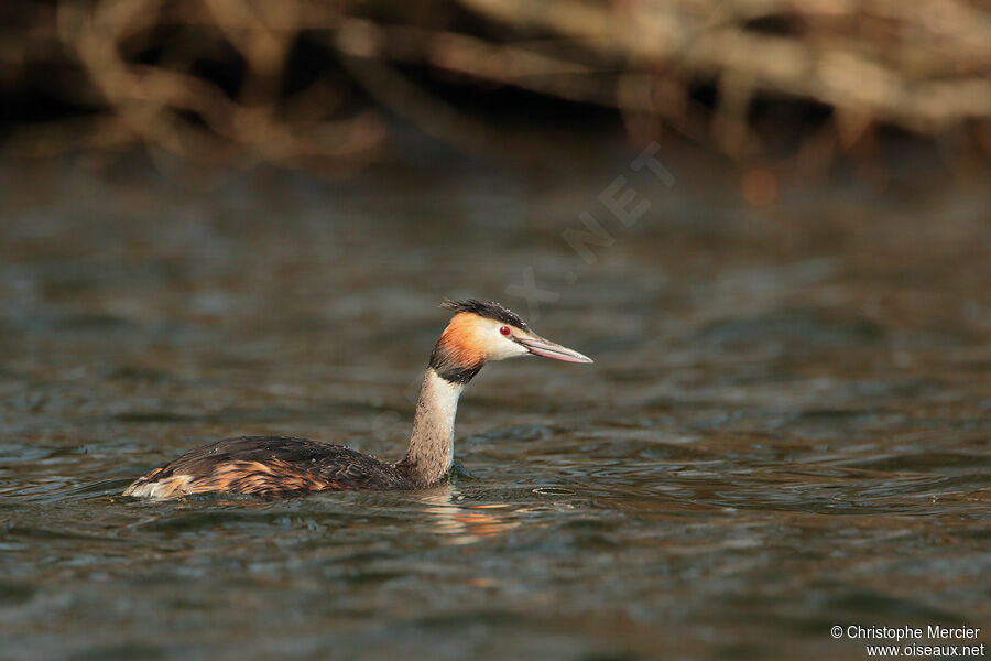 Great Crested Grebe