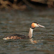 Great Crested Grebe