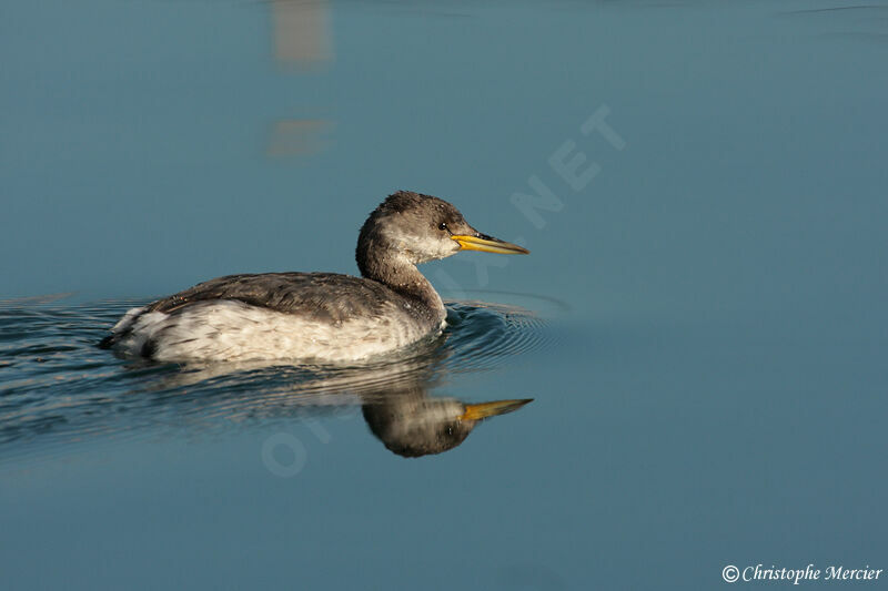 Red-necked Grebe