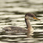 Red-necked Grebe