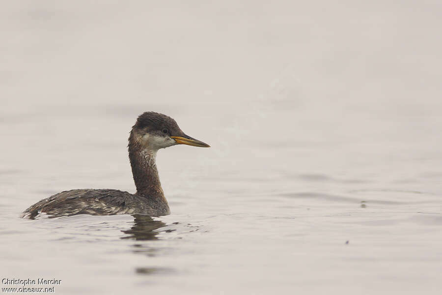 Red-necked GrebeFirst year, identification