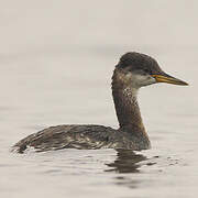 Red-necked Grebe