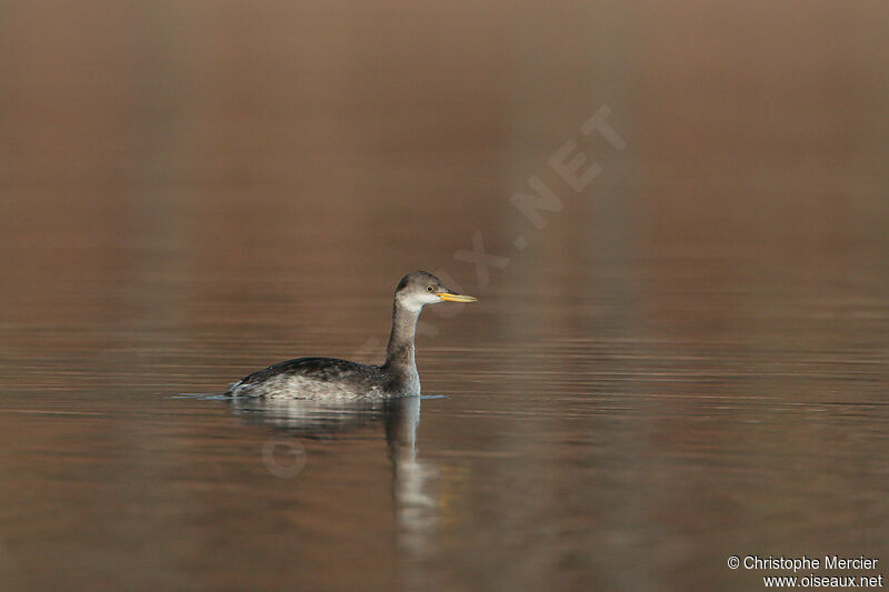 Red-necked Grebe