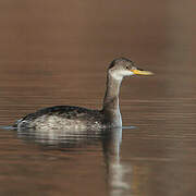 Red-necked Grebe