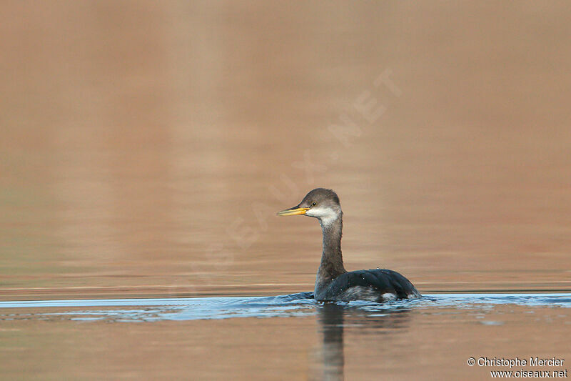 Red-necked Grebe