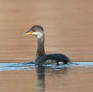 Red-necked Grebe