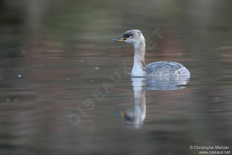 Red-necked Grebe