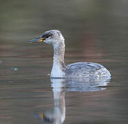 Red-necked Grebe