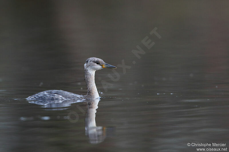 Red-necked Grebe