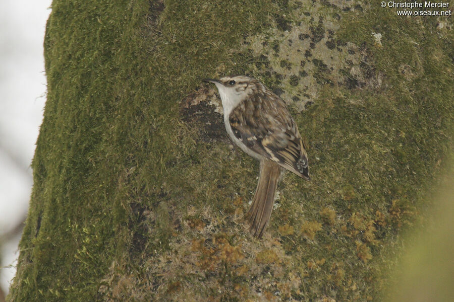 Eurasian Treecreeper