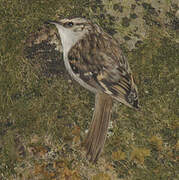 Eurasian Treecreeper