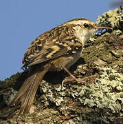 Short-toed Treecreeper