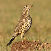 Mistle Thrush