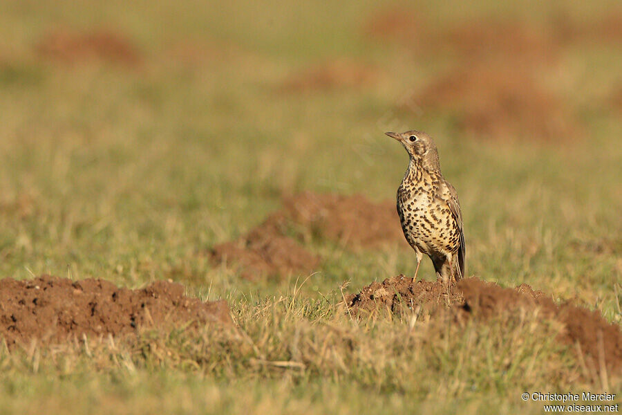 Mistle Thrush