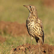 Mistle Thrush