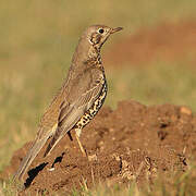 Mistle Thrush