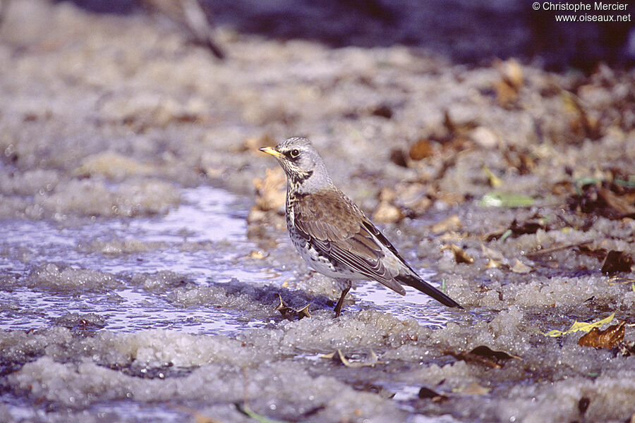 Fieldfare