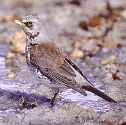 Fieldfare