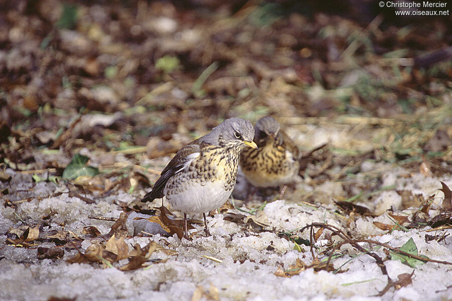 Fieldfare