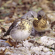 Fieldfare