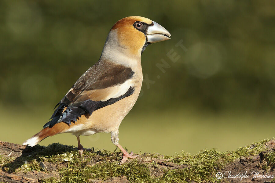 Hawfinch male