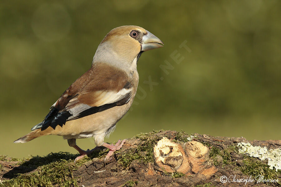 Hawfinch female