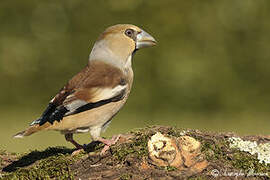 Hawfinch