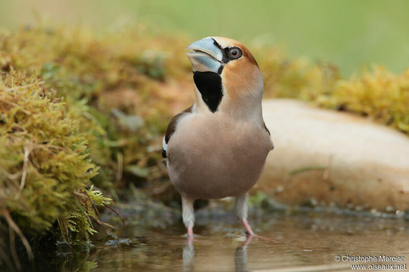 Hawfinch