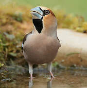 Hawfinch