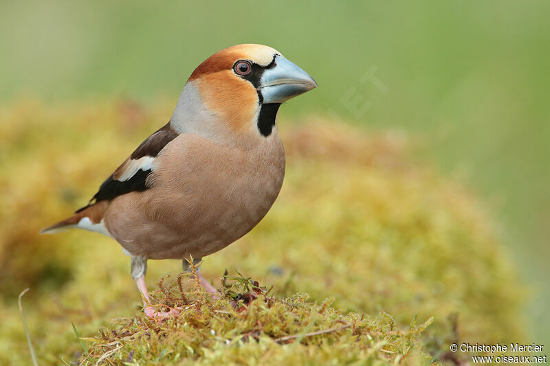 Hawfinch