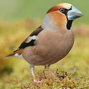 Hawfinch