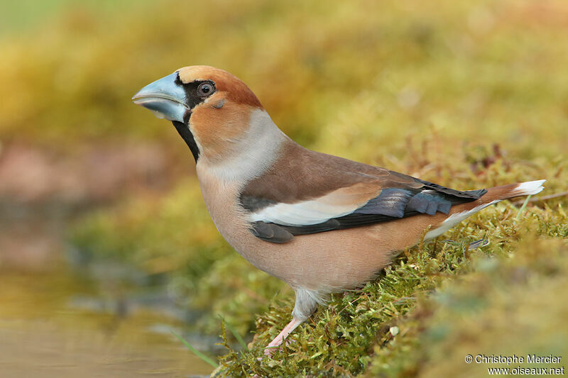 Hawfinch