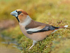 Hawfinch