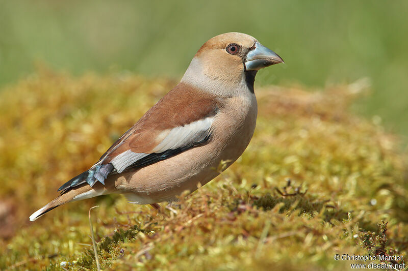 Hawfinch