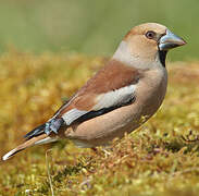 Hawfinch