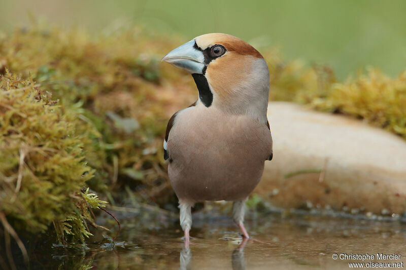 Hawfinch