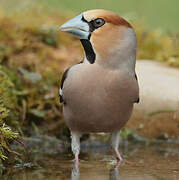 Hawfinch