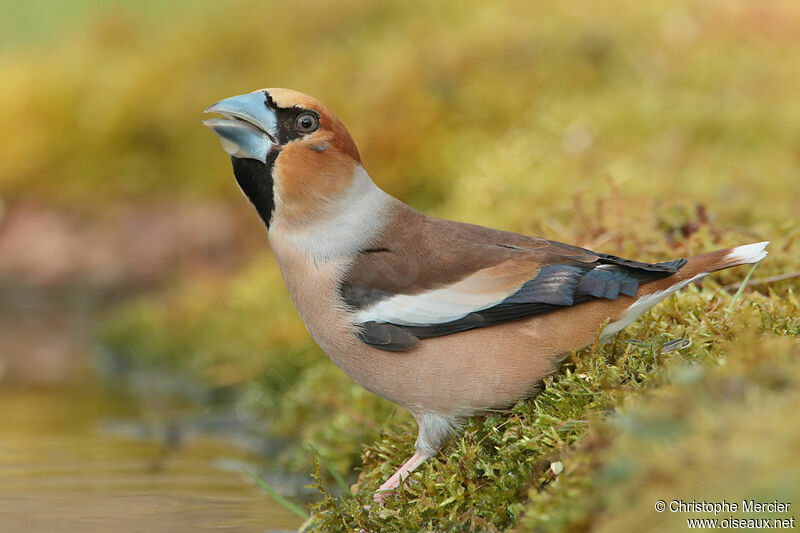 Hawfinch