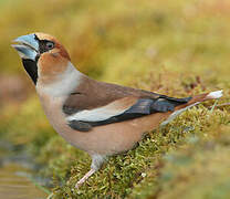 Hawfinch