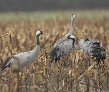 Common Crane