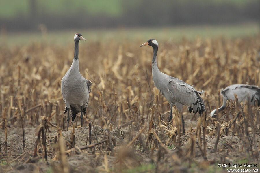 Common Crane