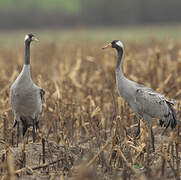 Common Crane